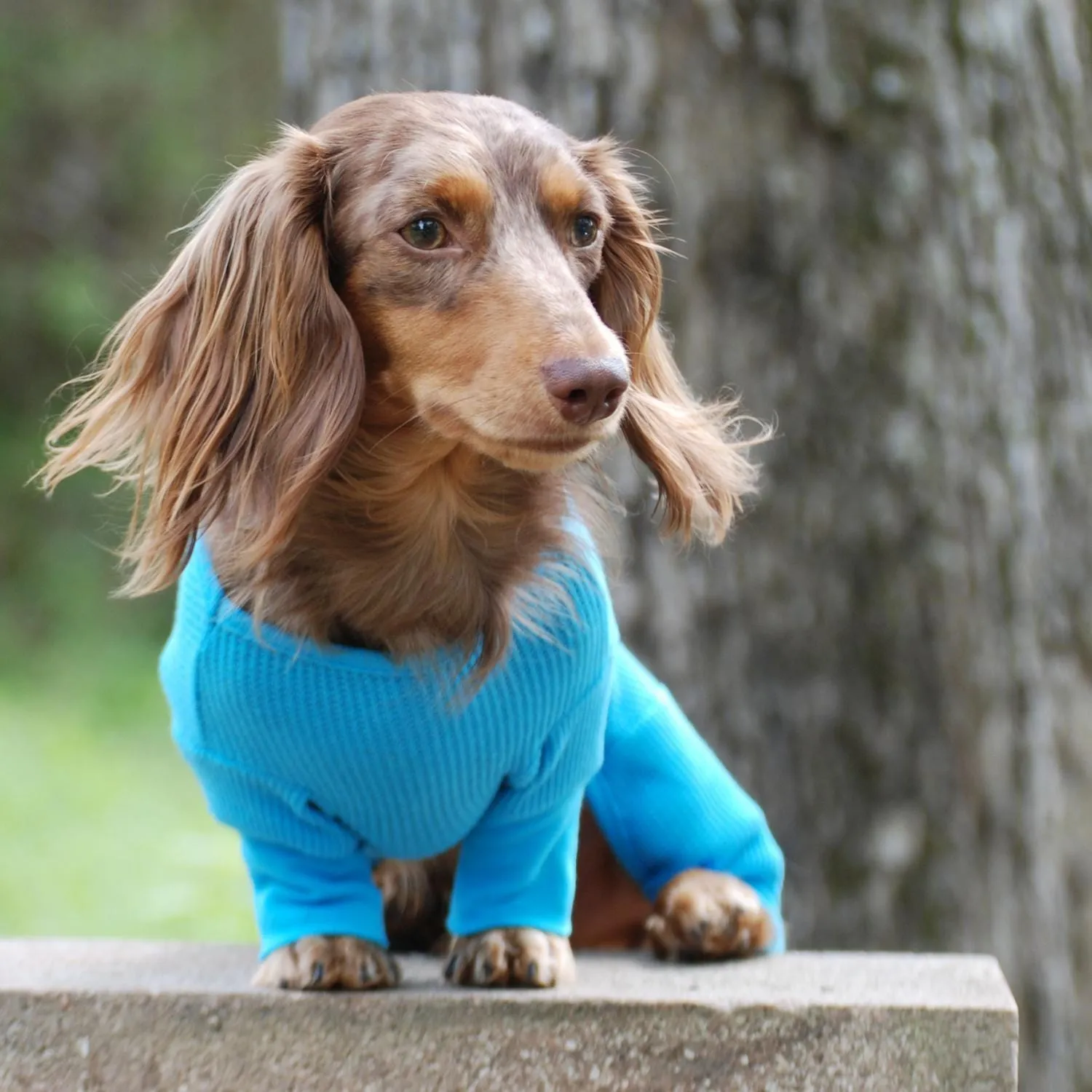 Sweet Dreams Dog Pajamas